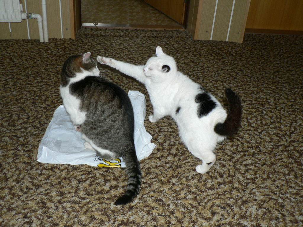 panasonic_12 03 09_0045.JPG